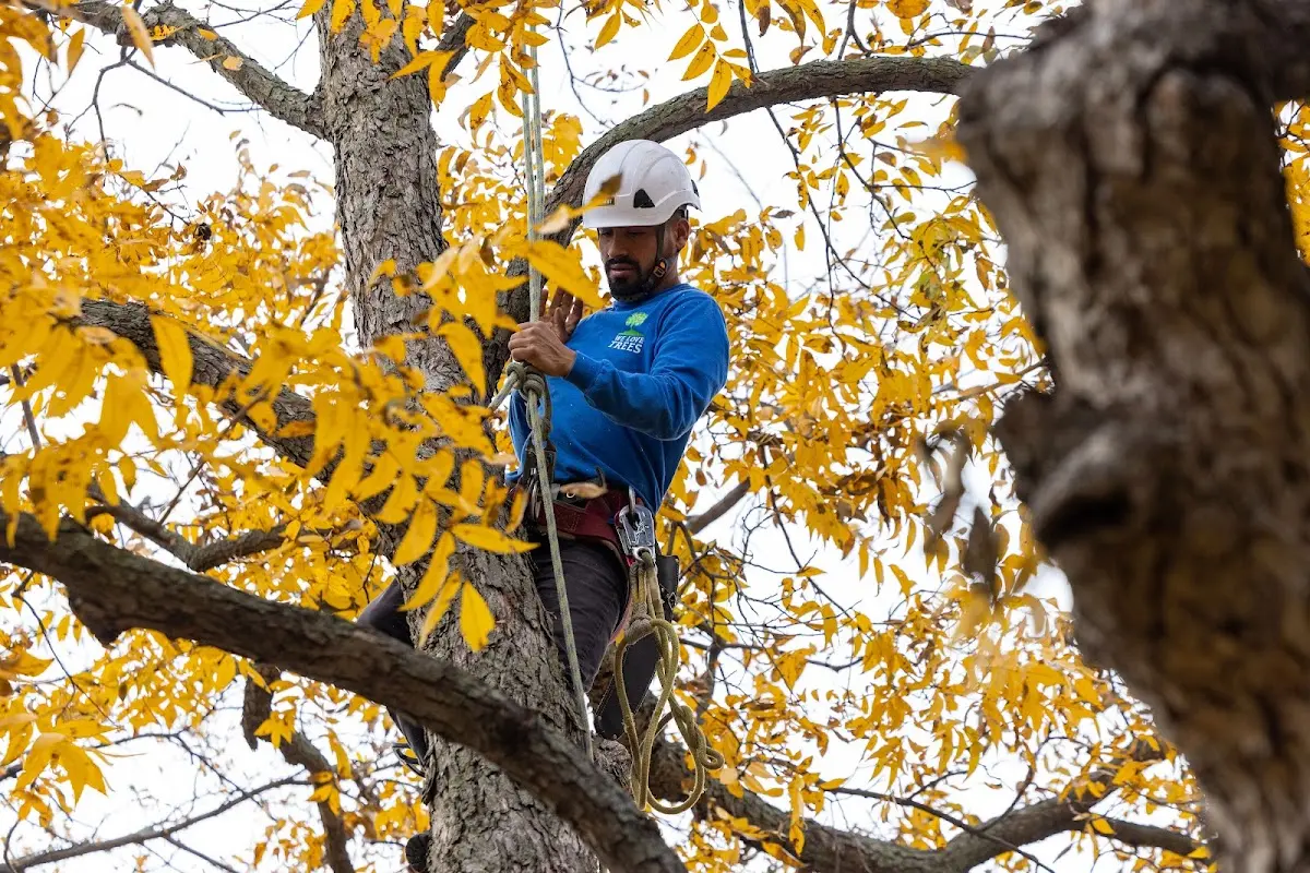 Skilled Tree Pruning crew working in Ellenville